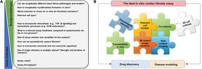 In vitro Assays and Imaging Methods for Drug Discovery for Cardiac Fibrosis
